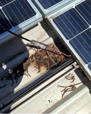 evidence of trapped water around a solar panel. the water has submerged an MC4 connector